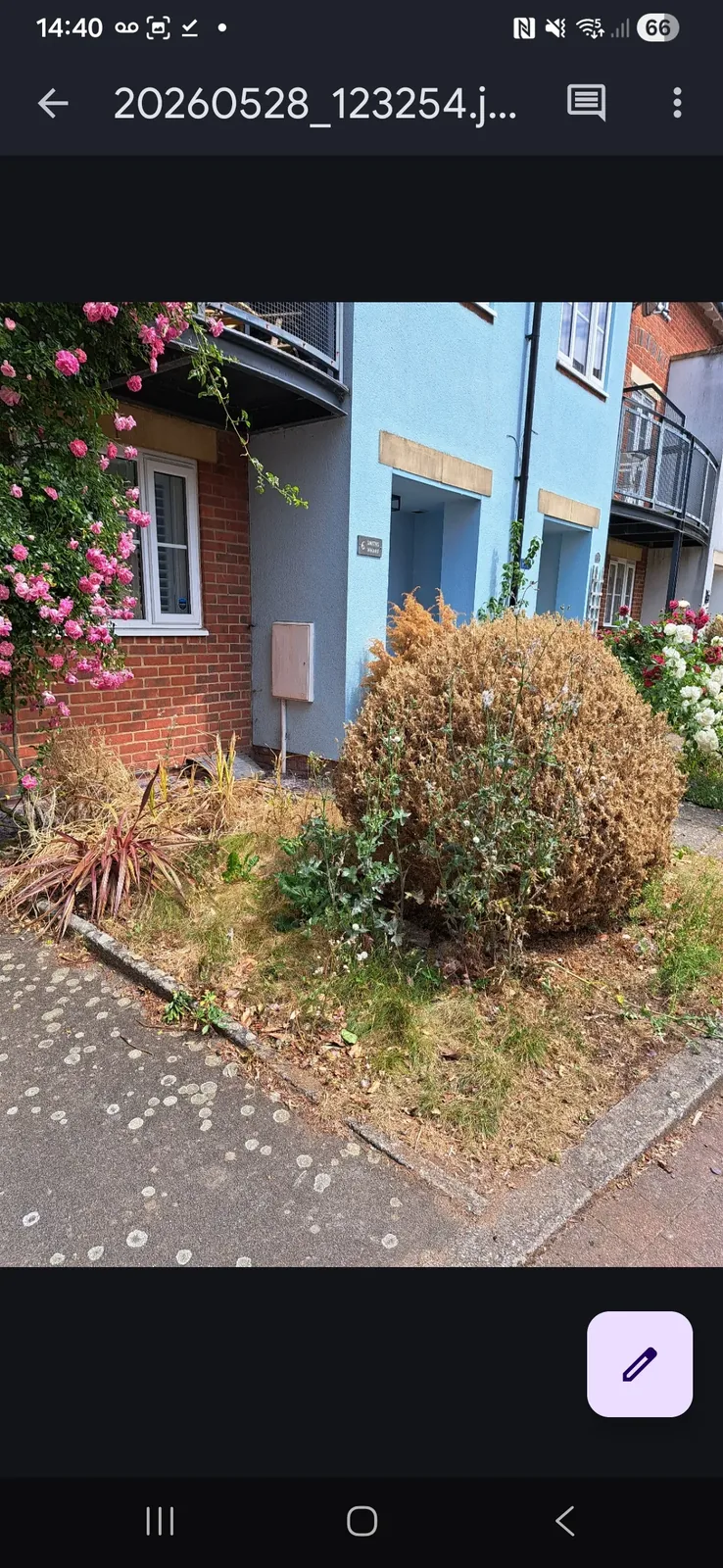 Before: heavily overgrown shrubs and greenery